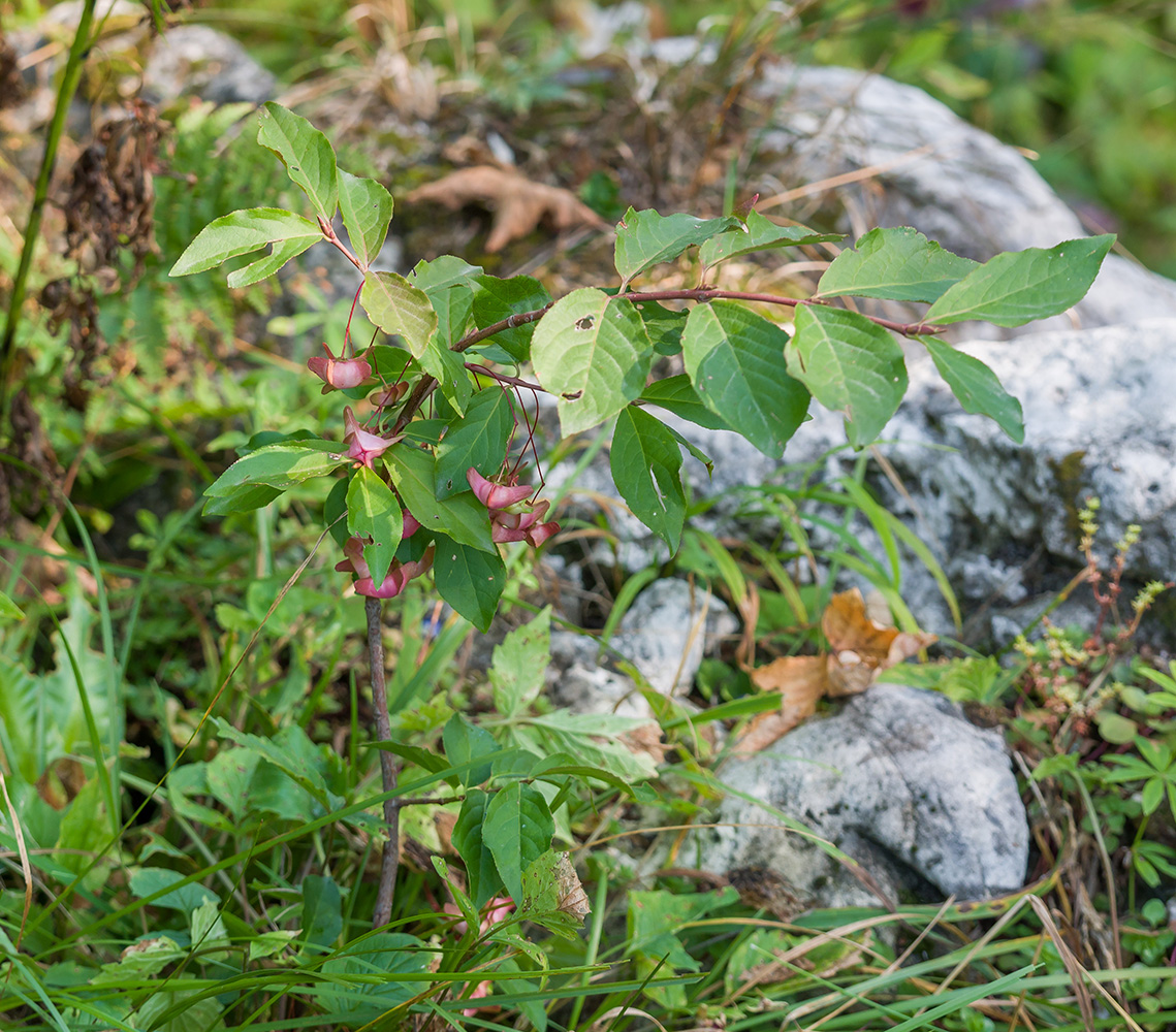 Изображение особи Euonymus leiophloeus.