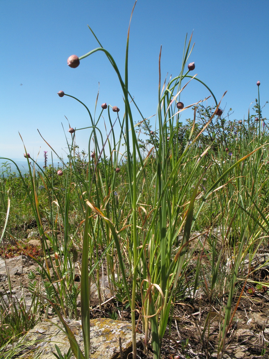 Image of Allium lineare specimen.