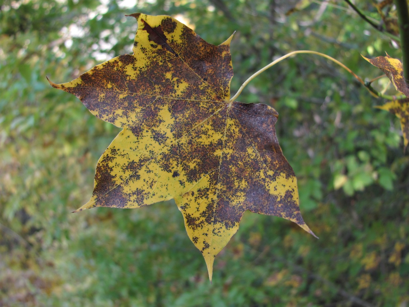 Image of Acer cappadocicum specimen.