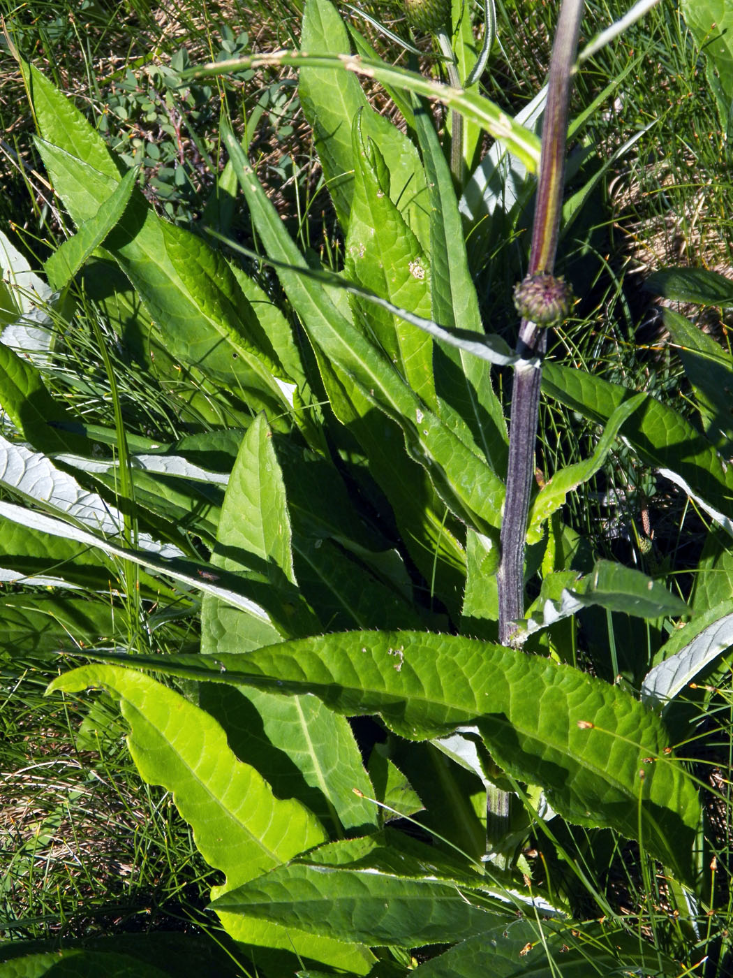Изображение особи Cirsium heterophyllum.