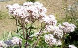 Eupatorium cannabinum