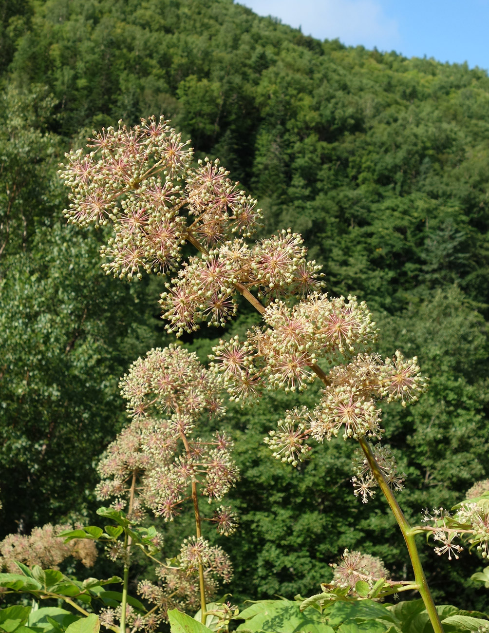 Image of Aralia cordata specimen.