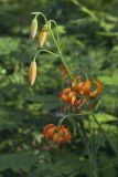 Lilium debile