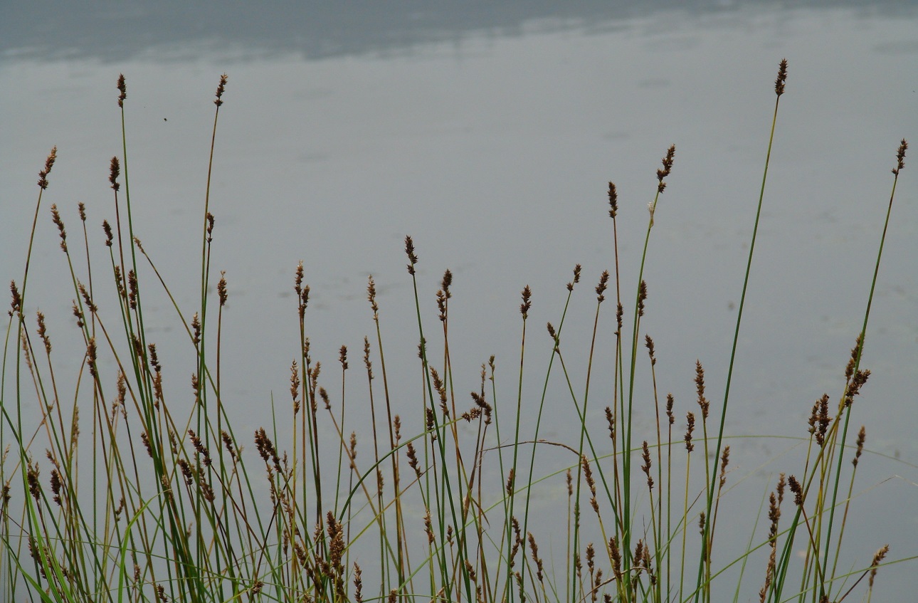 Image of Carex diandra specimen.