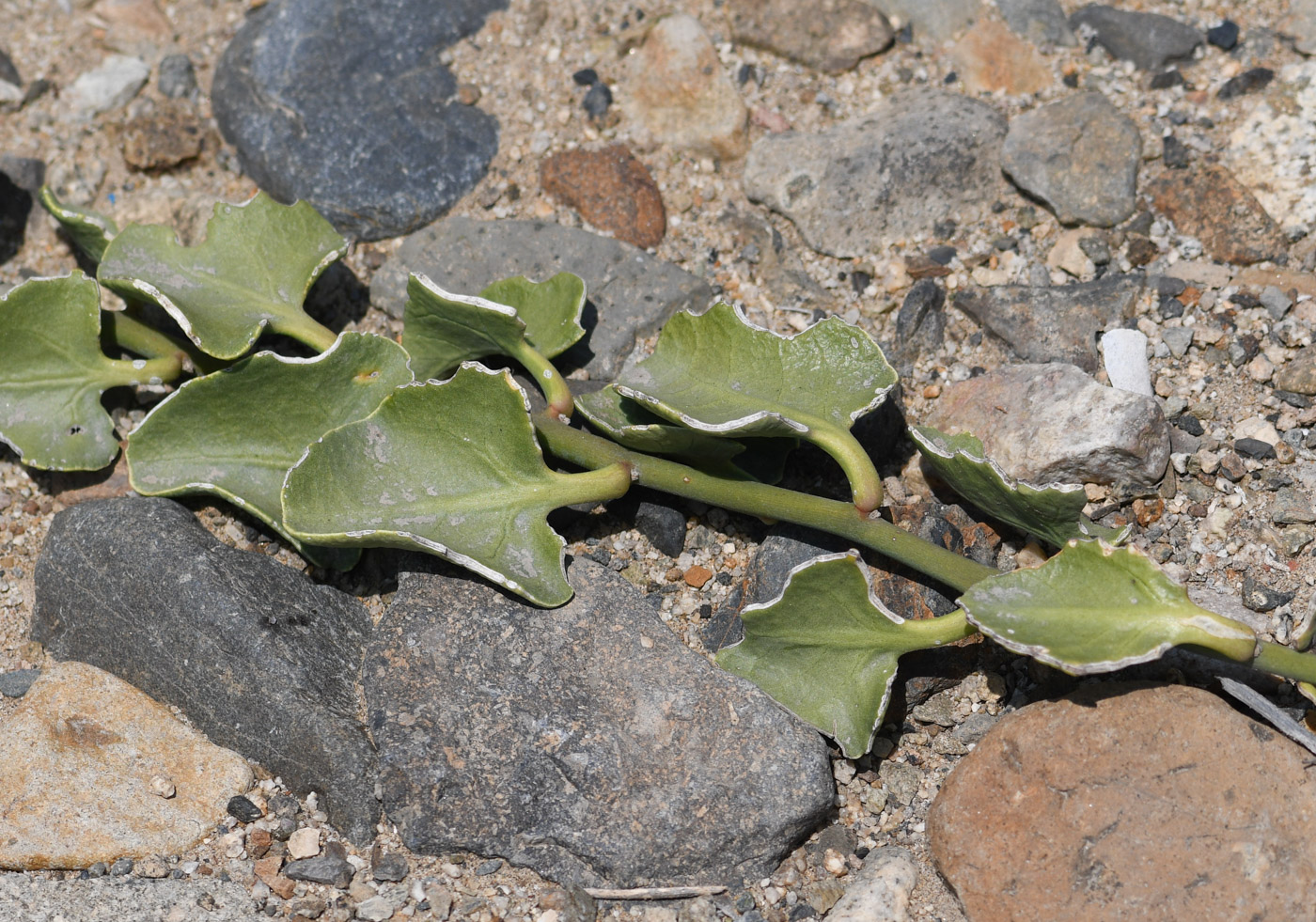 Изображение особи Cryptocarpus pyriformis.