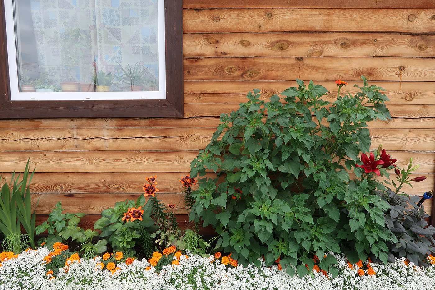 Изображение особи Tithonia rotundifolia.