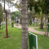Aiphanes horrida