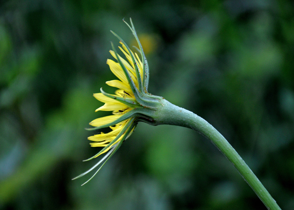 Изображение особи Tragopogon dubius ssp. major.