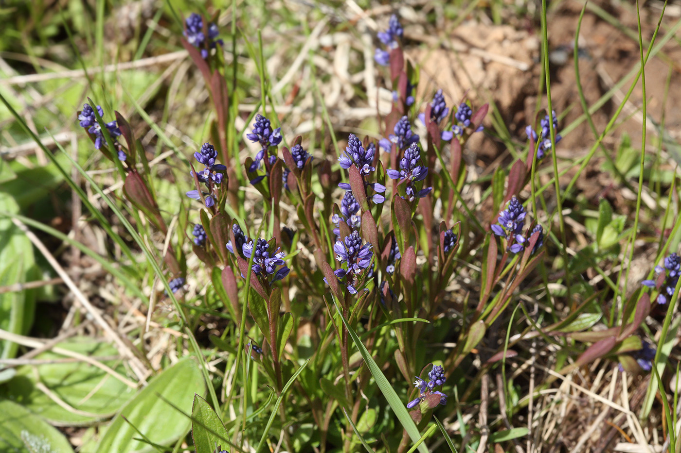 Image of Polygala amarella specimen.