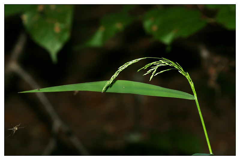 Image of Cinna latifolia specimen.