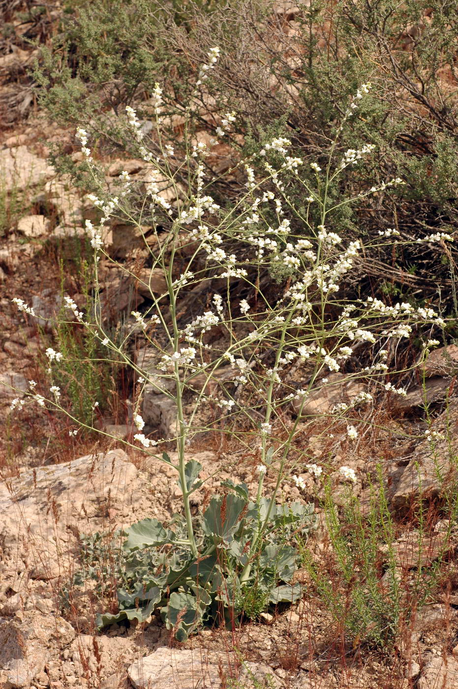 Image of Crambe edentula specimen.