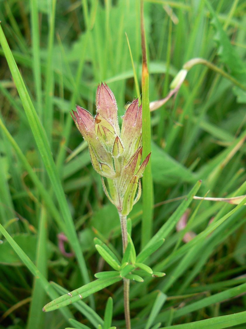 Изображение особи Dracocephalum argunense.