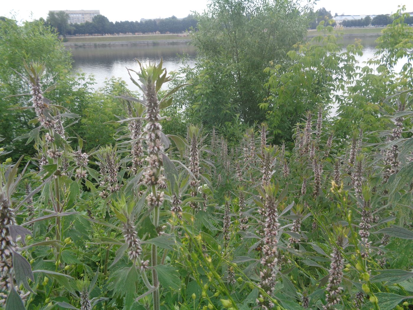 Изображение особи Leonurus quinquelobatus.