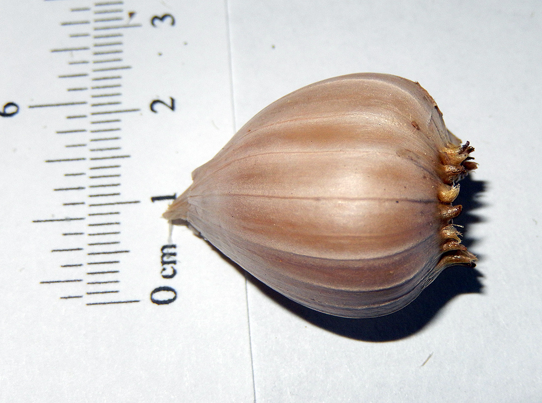 Image of Allium pallens ssp. coppoleri specimen.