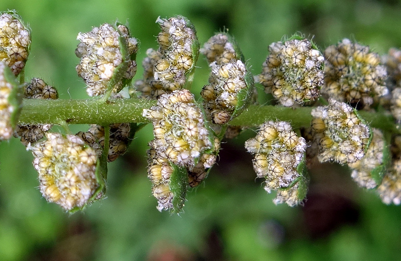 Изображение особи Ambrosia artemisiifolia.