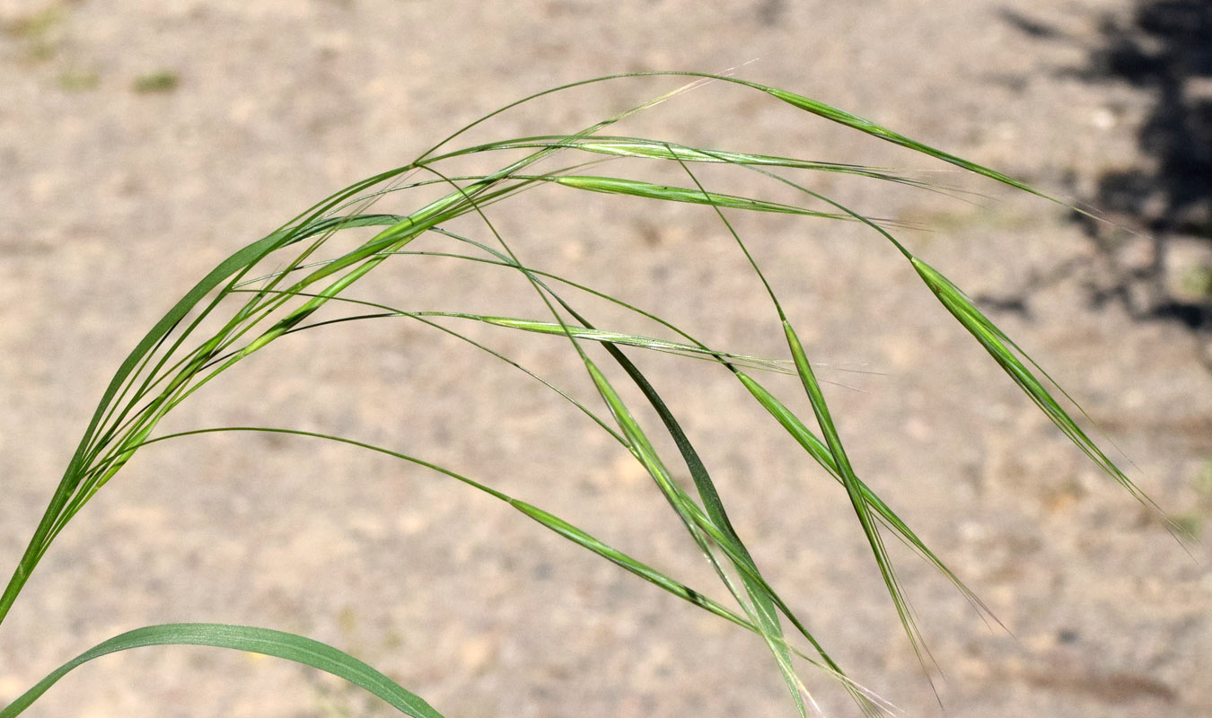 Image of Anisantha sterilis specimen.