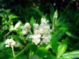 Murdannia japonica