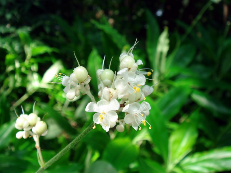 Image of Murdannia japonica specimen.