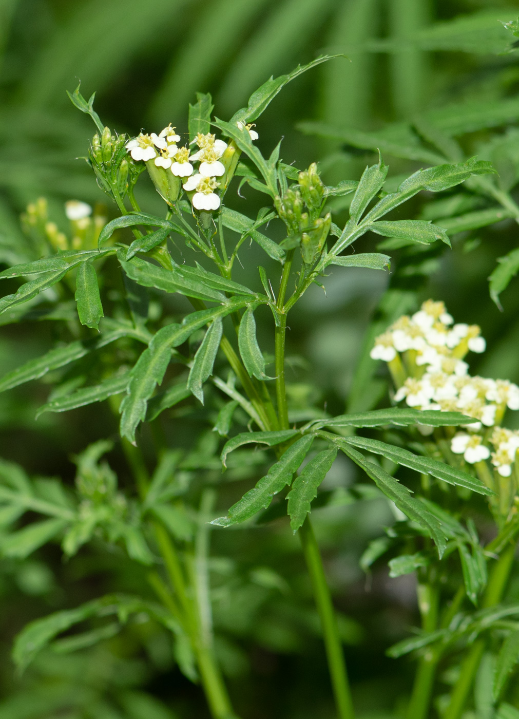 Изображение особи Tagetes minuta.