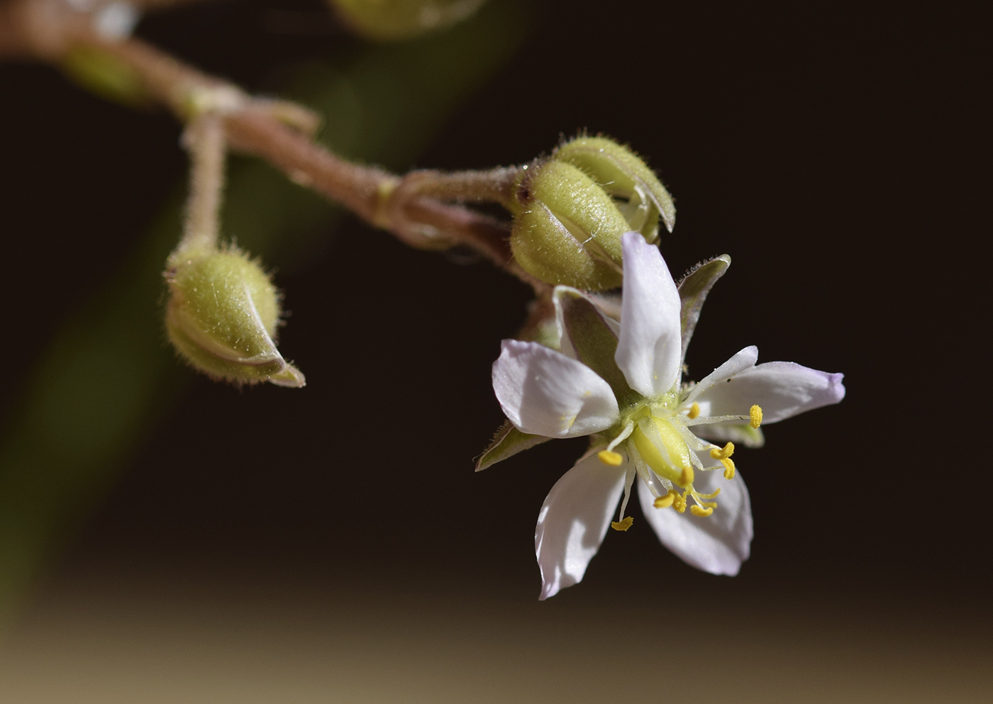 Image of Spergularia media specimen.