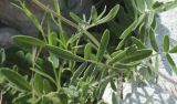 Anthyllis vulneraria ssp. sampaioana