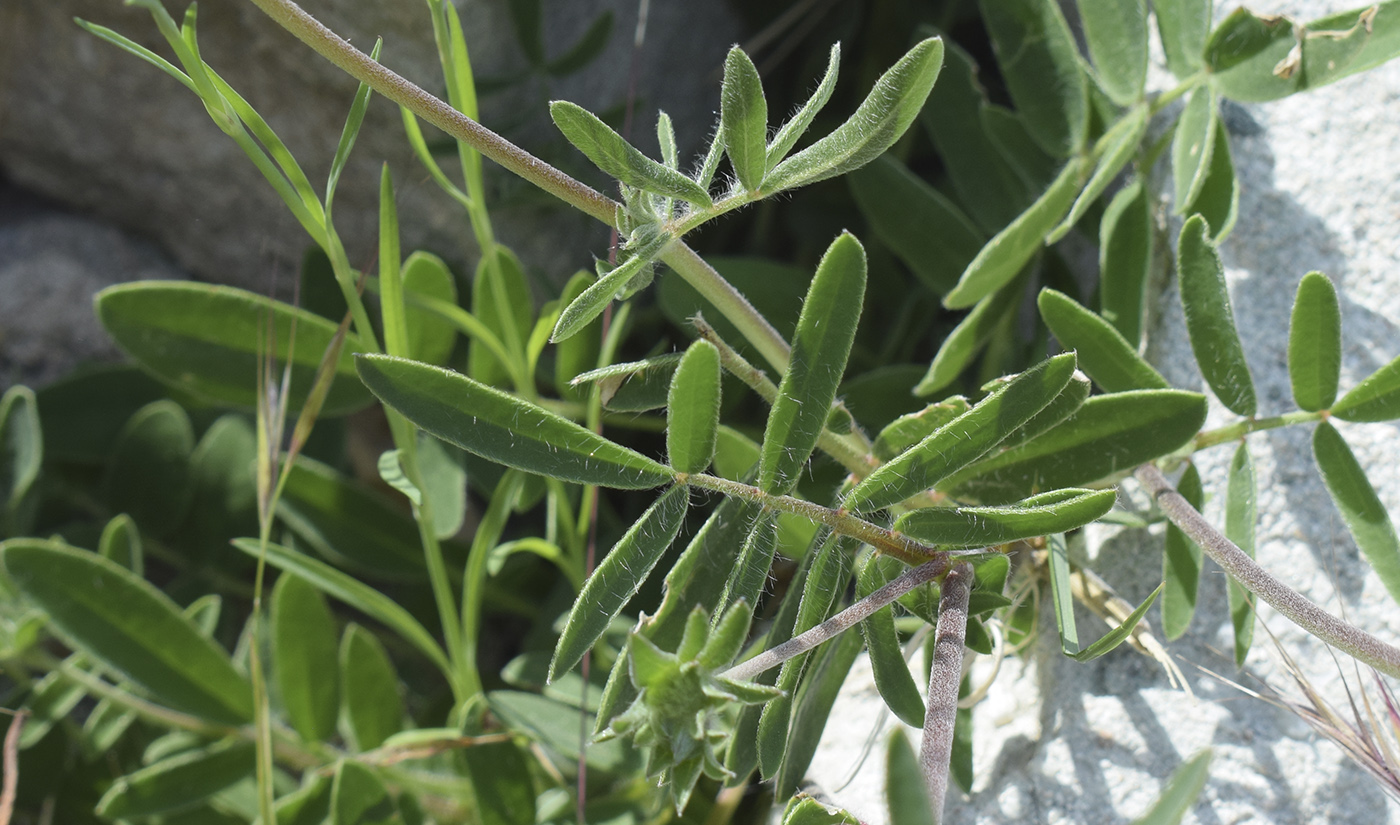 Изображение особи Anthyllis vulneraria ssp. sampaioana.