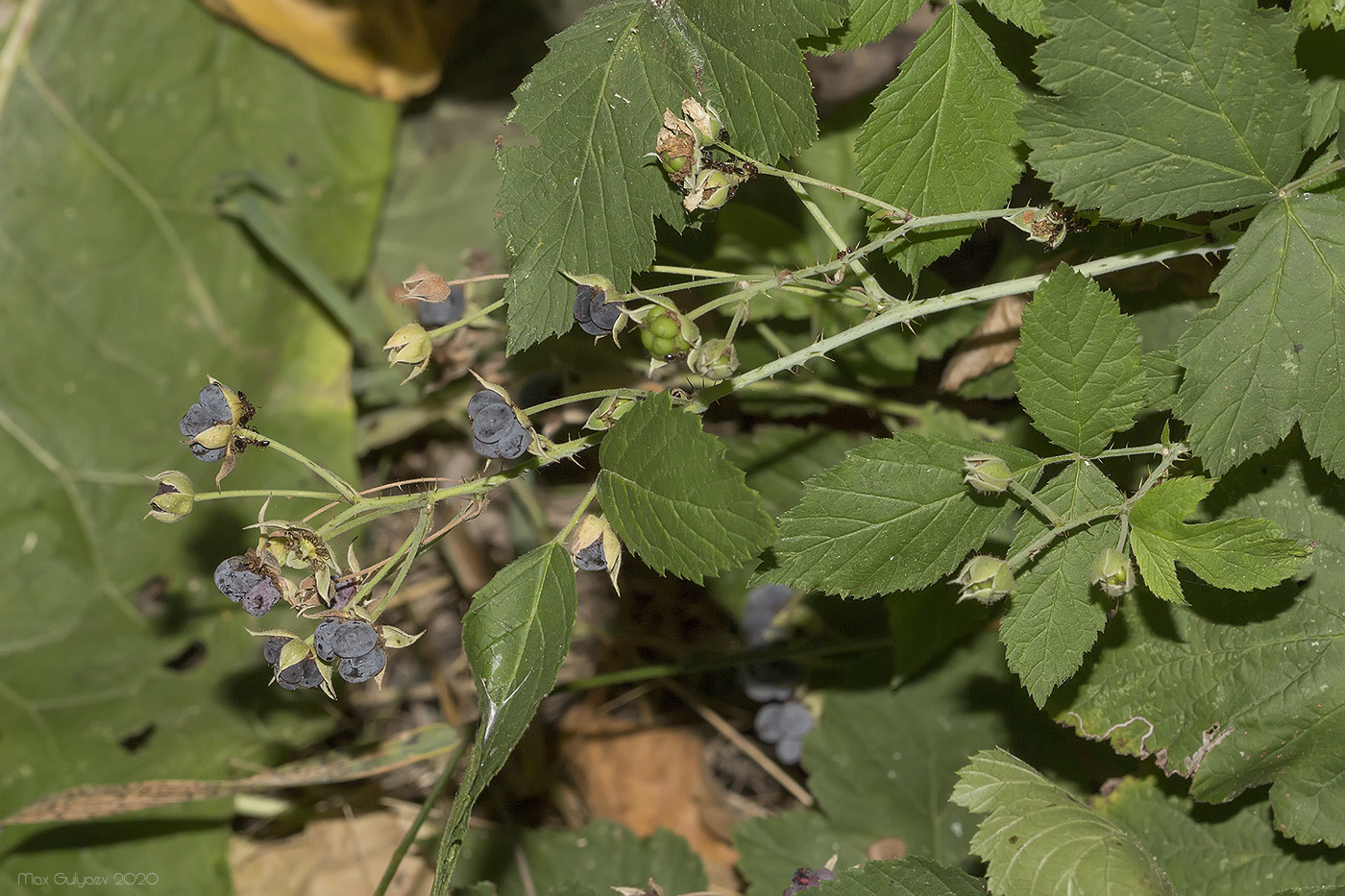 Изображение особи Rubus caesius.