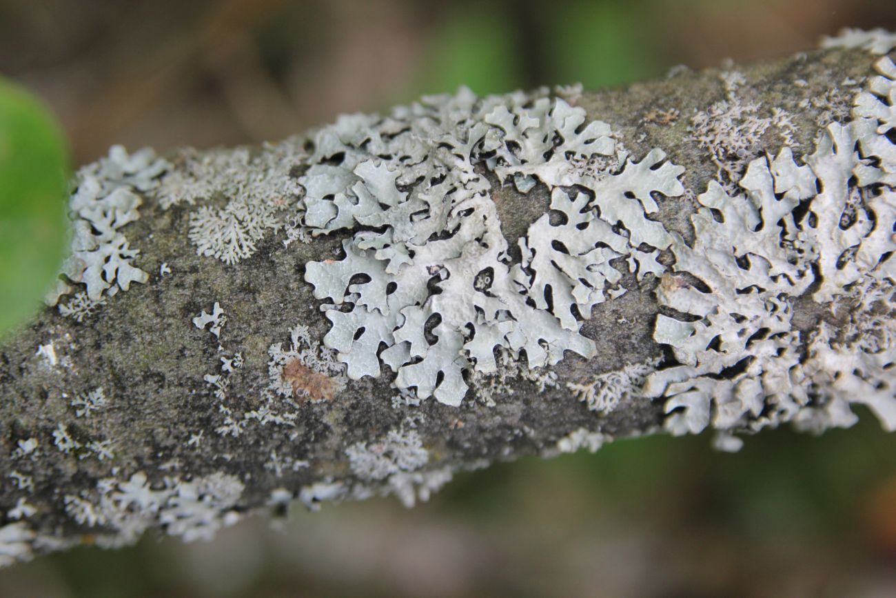 Изображение особи Parmelia sulcata.