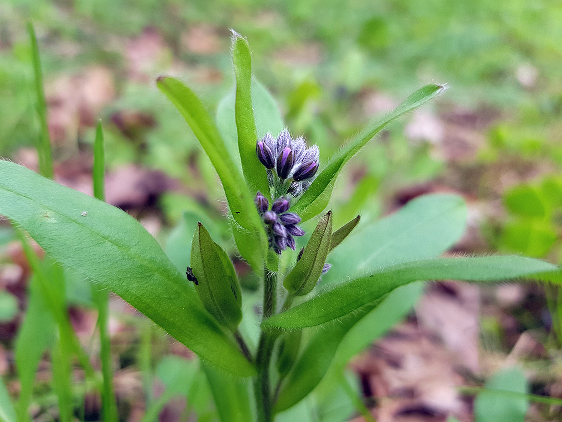Image of Myosotis sylvatica specimen.