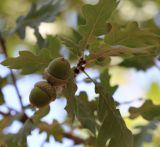 Quercus pedunculiflora