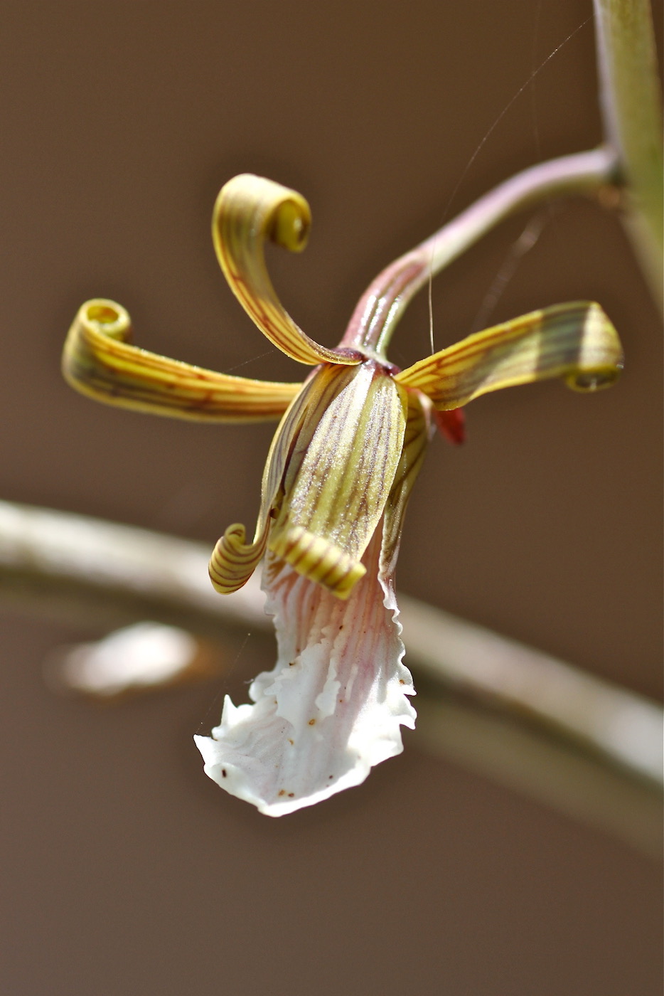 Изображение особи Eulophia petersii.