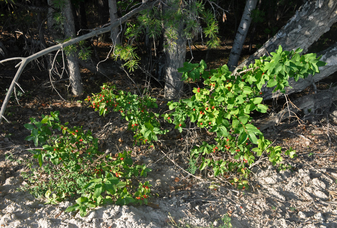 Image of Lonicera tatarica specimen.