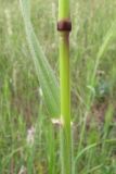 Avena trichophylla