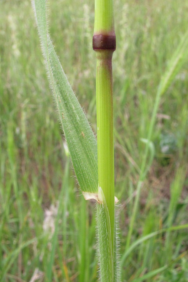 Изображение особи Avena trichophylla.