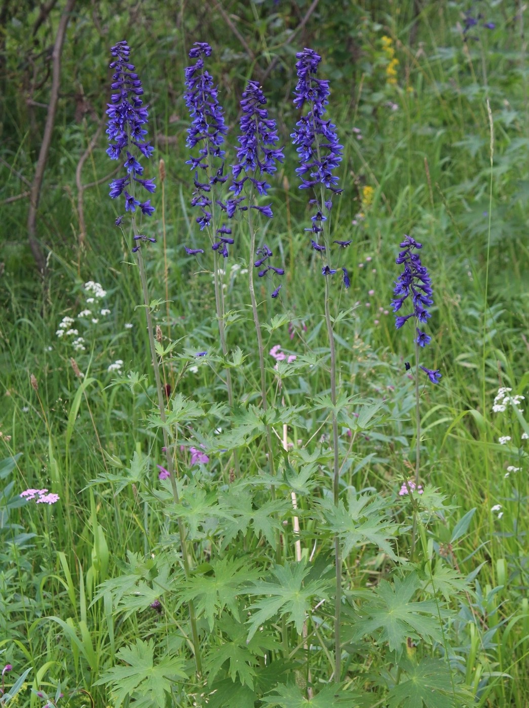 Image of Delphinium elatum specimen.