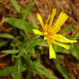 Hieracium umbellatum. Соцветие. Ленинградская обл., Выборгский р-н, экопоселение \"Ясное\". 29 августа 2008 г.