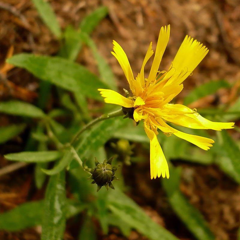 Изображение особи Hieracium umbellatum.