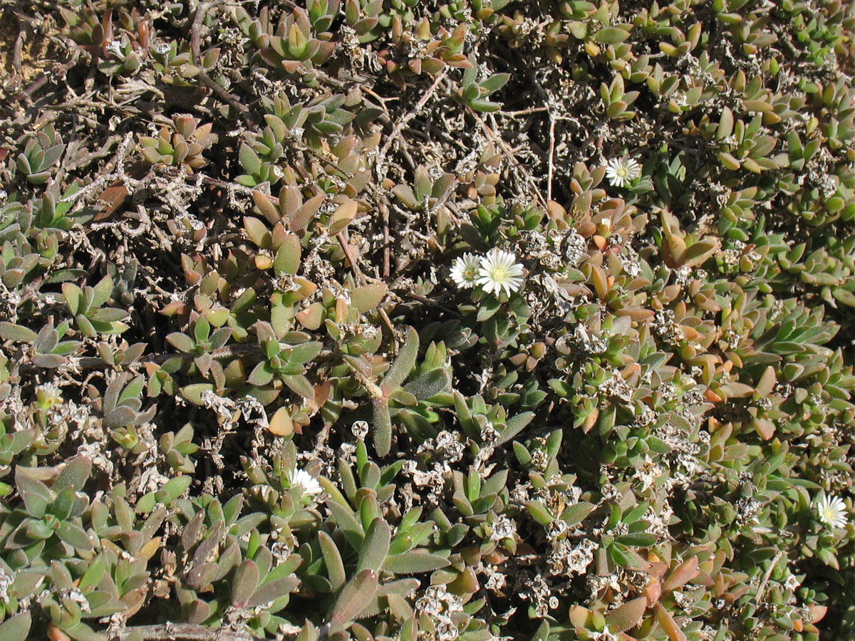 Изображение особи семейство Aizoaceae.