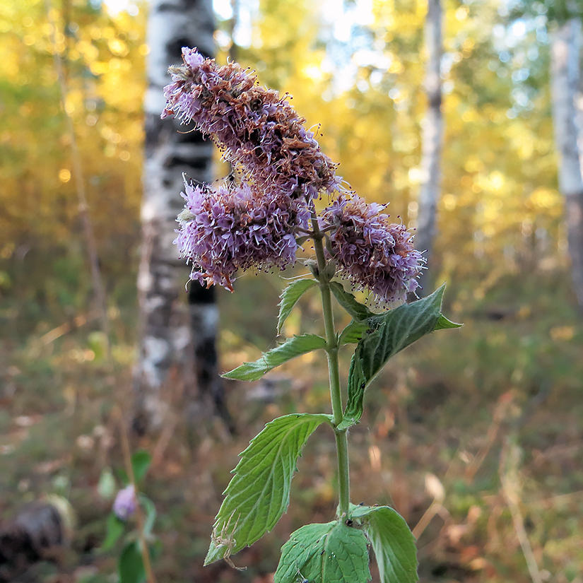 Image of Mentha longifolia specimen.