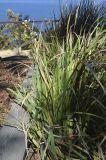 Libertia chilensis