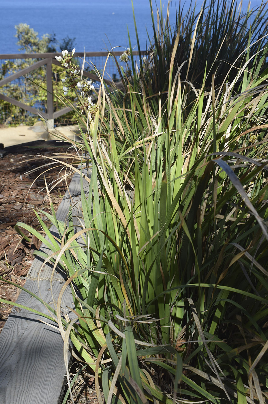 Image of Libertia chilensis specimen.