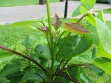 genus Catalpa