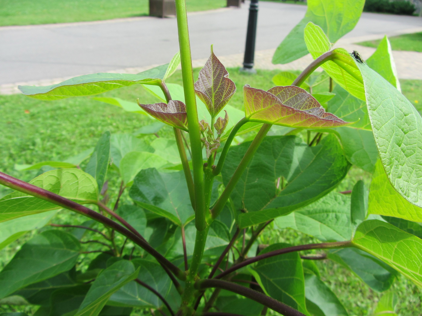 Image of genus Catalpa specimen.