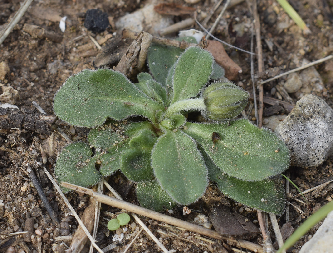 Image of Bellis sylvestris specimen.