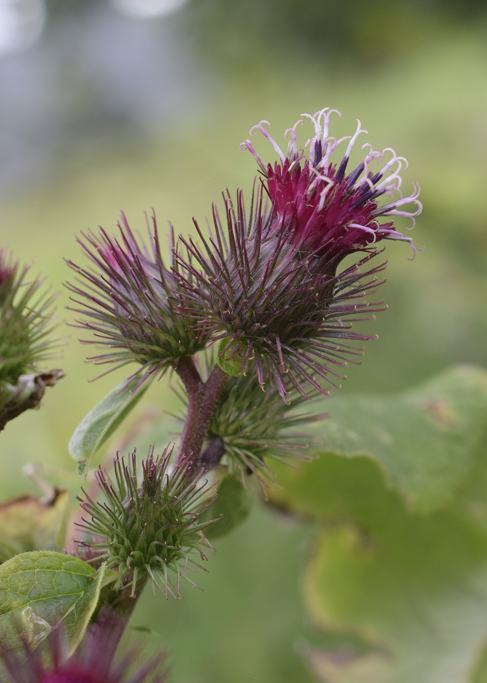 Изображение особи Arctium minus.