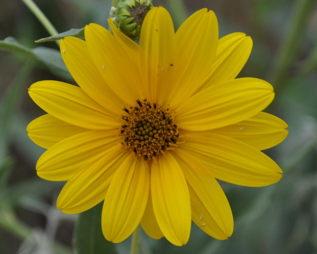 Image of genus Helianthus specimen.