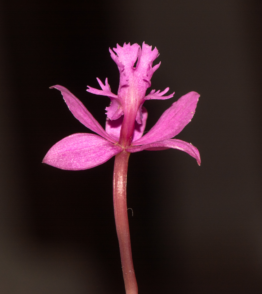 Изображение особи род Epidendrum.