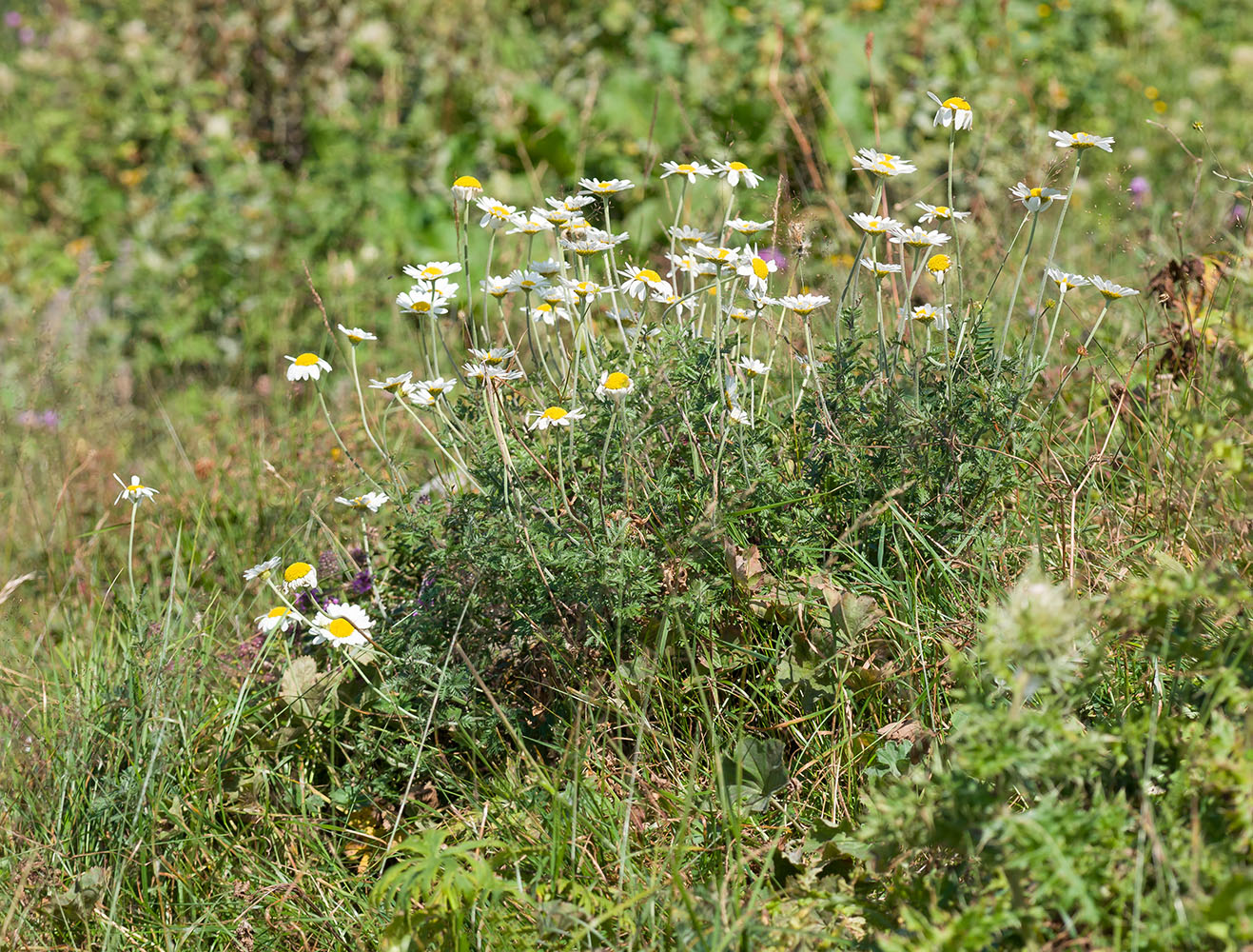 Image of Anthemis melanoloma specimen.