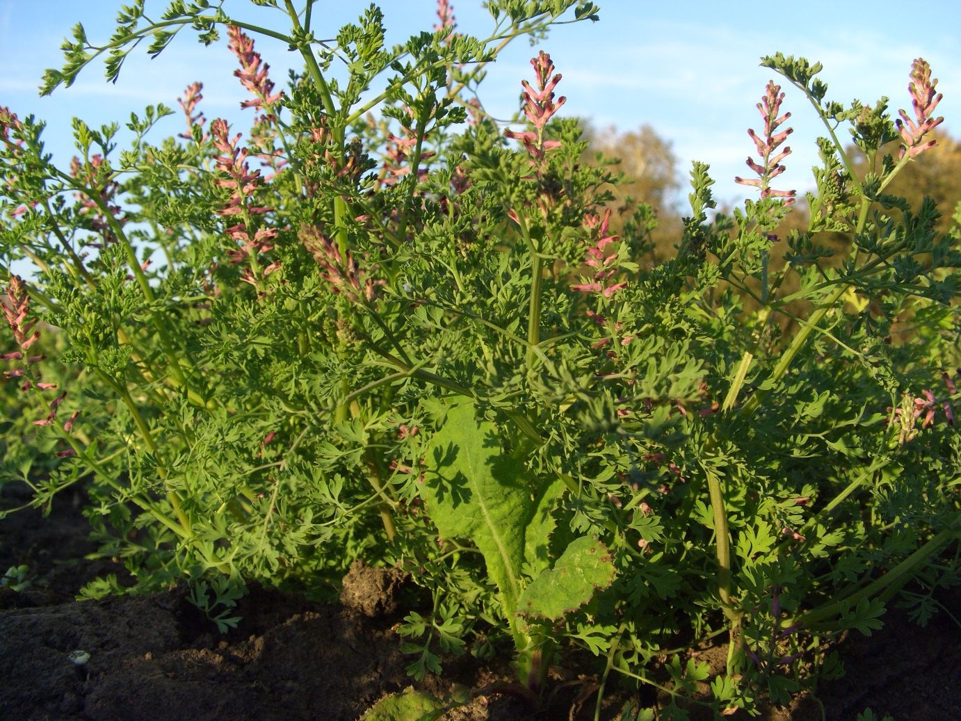 Image of Fumaria officinalis specimen.