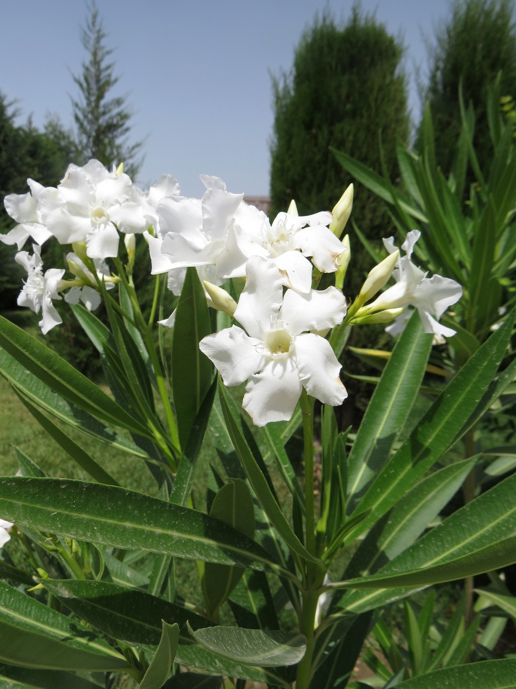 Image of Nerium oleander specimen.